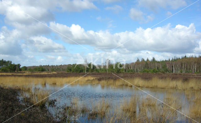 Tongerense Heide