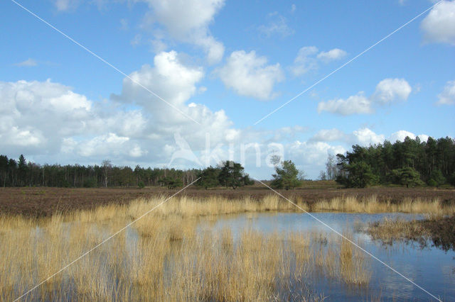 Tongerense Heide