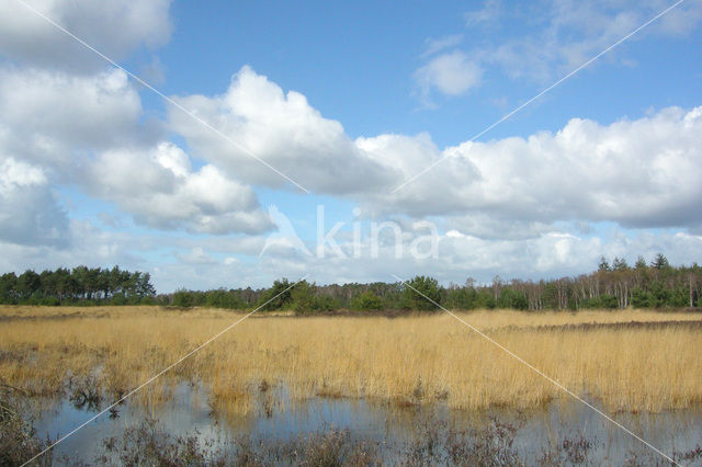 Tongerense Heide