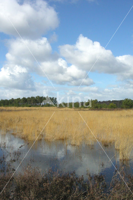 Tongerense Heide