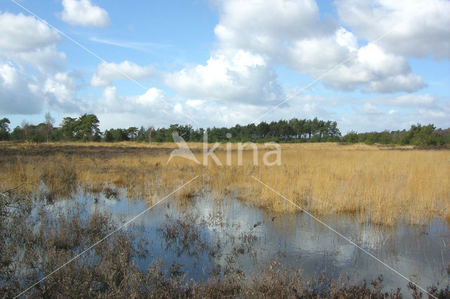 Tongerense Heide