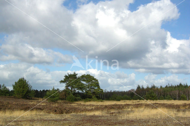 Tongerense Heide