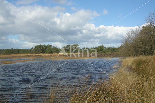 Tongerense Heide