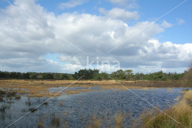 Tongerense Heide