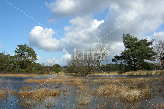 Tongerense Heide