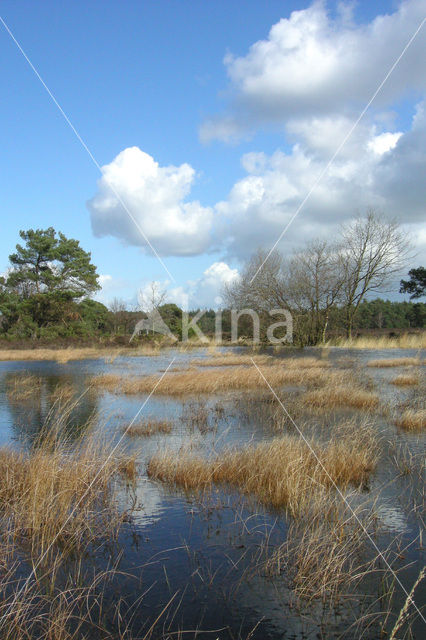 Tongerense Heide