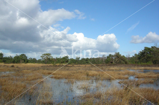 Tongerense Heide