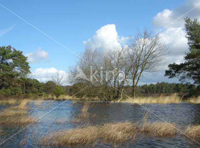 Tongerense Heide