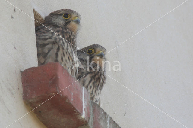 Common Kestrel (Falco tinnunculus)