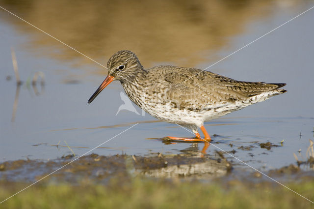 Tureluur (Tringa totanus)