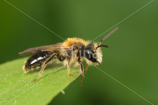 Valse rozenzandbij (Andrena helvola)