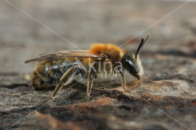 Variabele zandbij (Andrena varians)