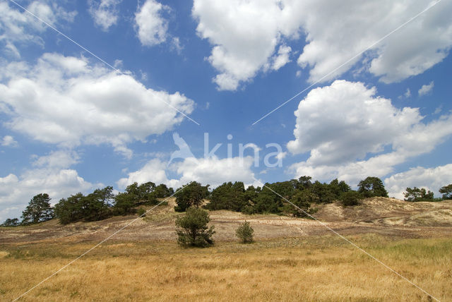 Veluwe