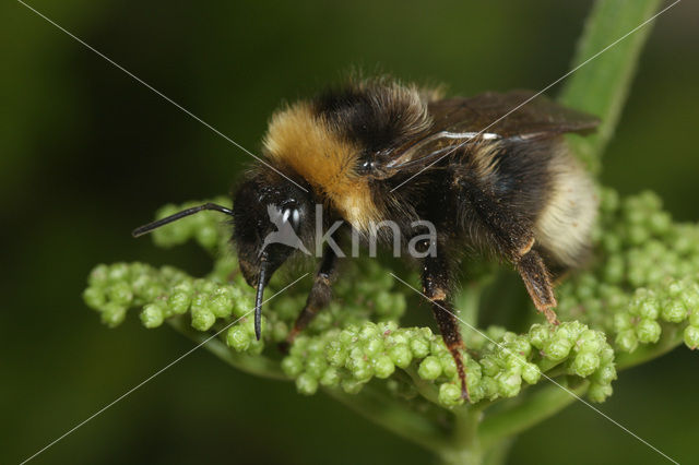 Vierkleurige koekoekshommel (Bombus sylvestris)