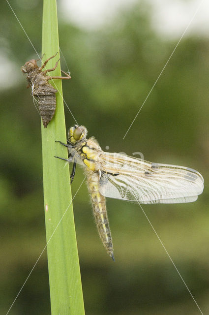 Viervlek (Libellula quadrimaculata)