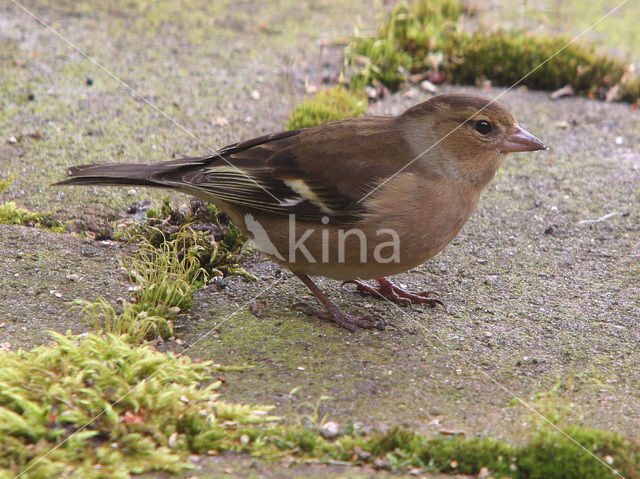 Vink (Fringilla coelebs)