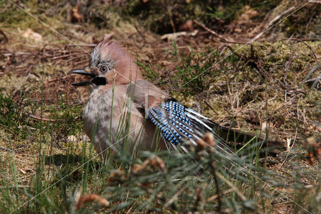 Vlaamse Gaai (Garrulus glandarius)