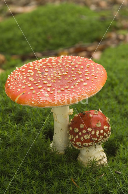 Vliegenzwam (Amanita muscaria)