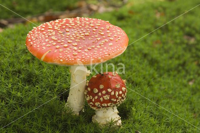 Vliegenzwam (Amanita muscaria)