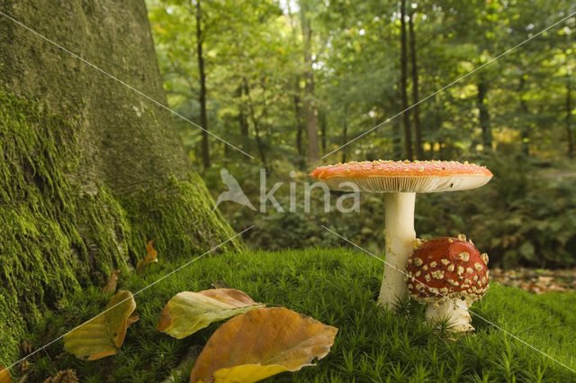 Vliegenzwam (Amanita muscaria)