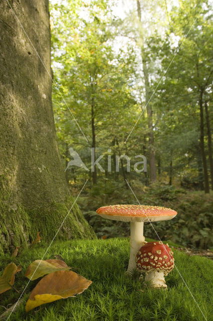 Vliegenzwam (Amanita muscaria)