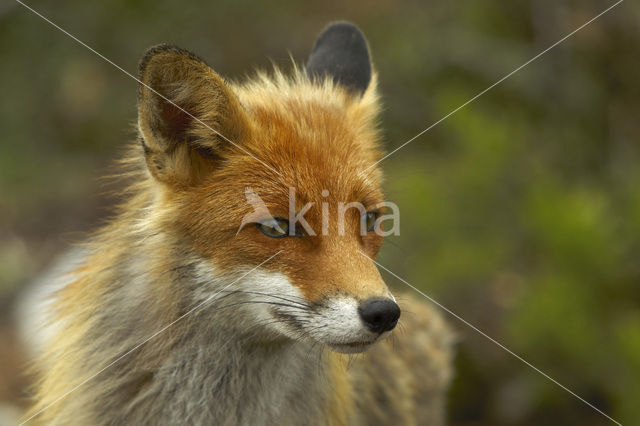 Vos (Vulpes vulpes)