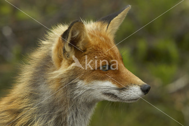 Fox (Vulpes vulpes)