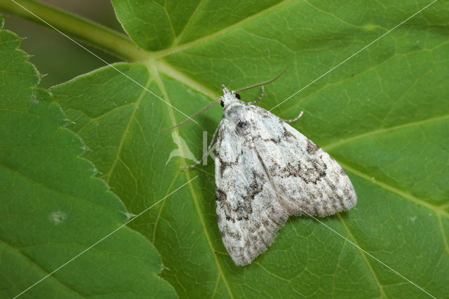 Least Black Arches (Nola confusalis)