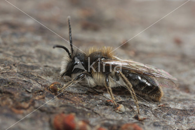 Vroege zandbij (Andrena praecox)