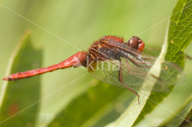 Vuurlibel (Crocothemis erythraea)