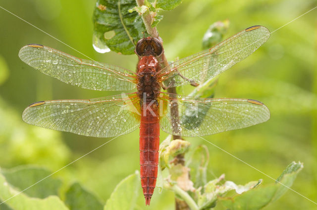 Vuurlibel (Crocothemis erythraea)