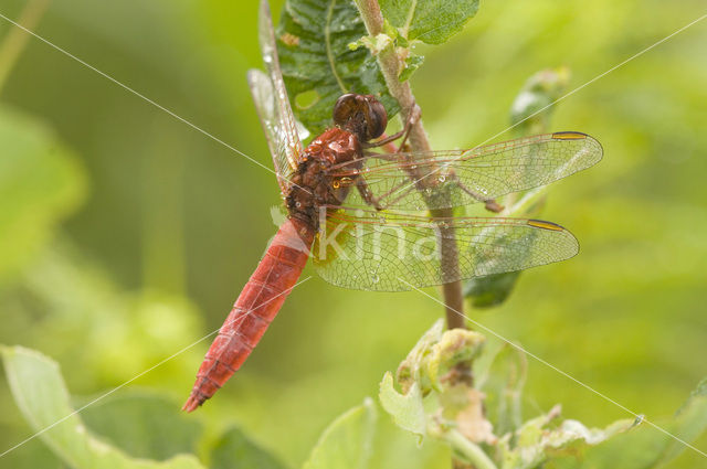 Vuurlibel (Crocothemis erythraea)