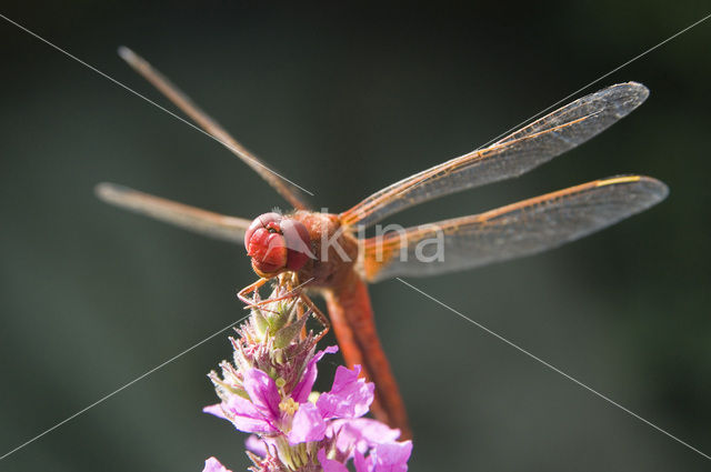 Vuurlibel (Crocothemis erythraea)