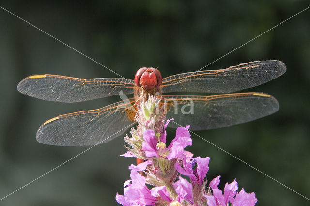 Vuurlibel (Crocothemis erythraea)