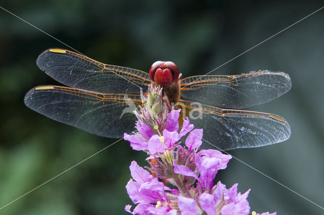 Vuurlibel (Crocothemis erythraea)