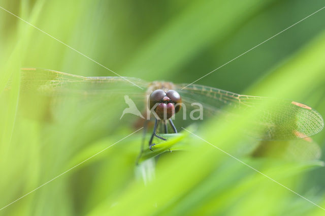 Vuurlibel (Crocothemis erythraea)