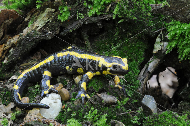 Vuursalamander (Salamandra salamandra)