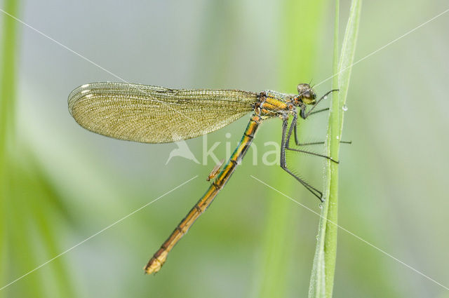 Weidebeekjuffer (Calopteryx splendens)