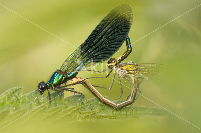 Weidebeekjuffer (Calopteryx splendens)