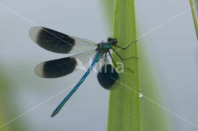 Weidebeekjuffer (Calopteryx splendens)