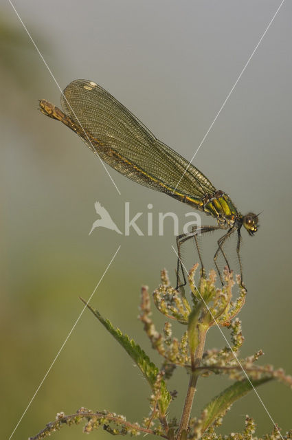 Weidebeekjuffer (Calopteryx splendens)