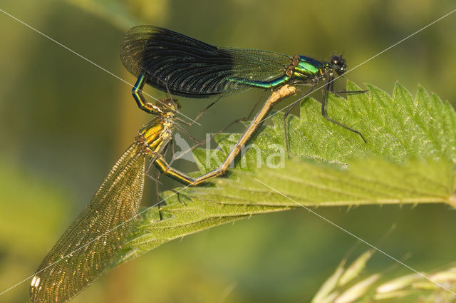 Weidebeekjuffer (Calopteryx splendens)