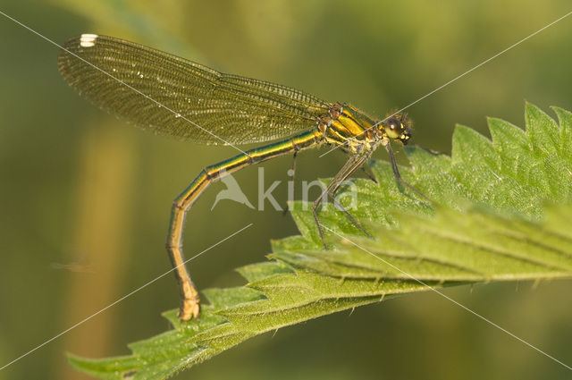 Weidebeekjuffer (Calopteryx splendens)