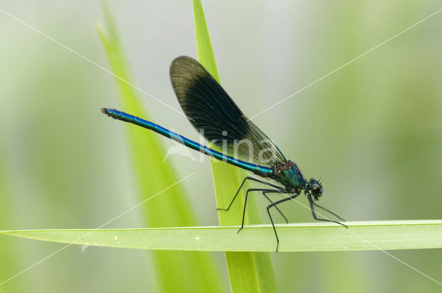 Weidebeekjuffer (Calopteryx splendens)