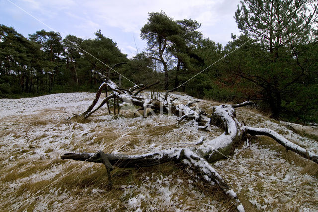 Wekeromse zand