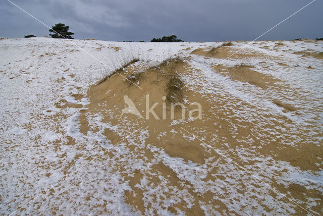 Wekeromse zand