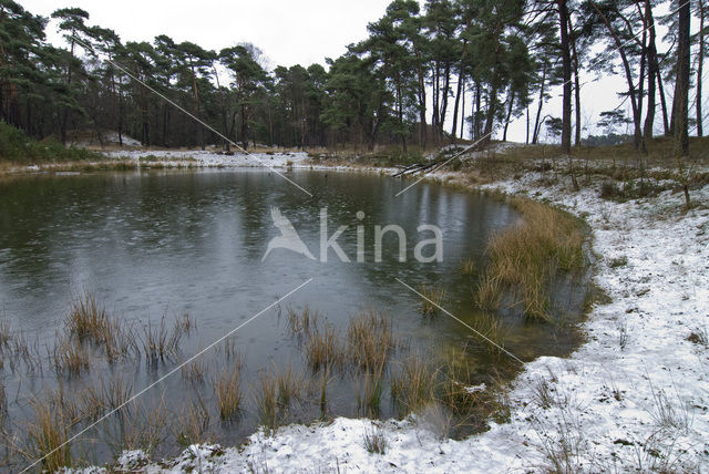 Wekeromse zand