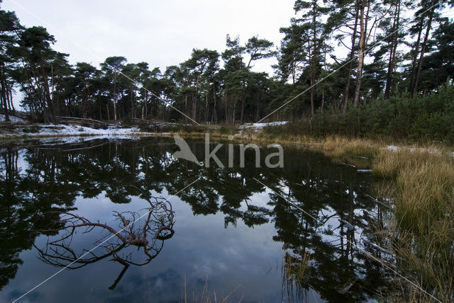 Wekeromse zand