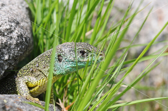 Westelijke Smaragdhagedis (Lacerta bilineata)