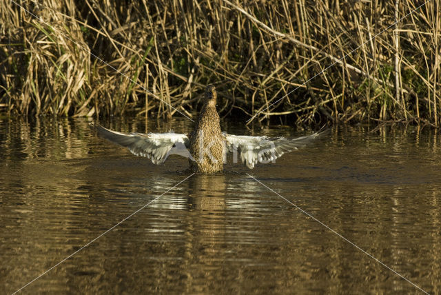 Wilde Eend (Anas platyrhynchos)